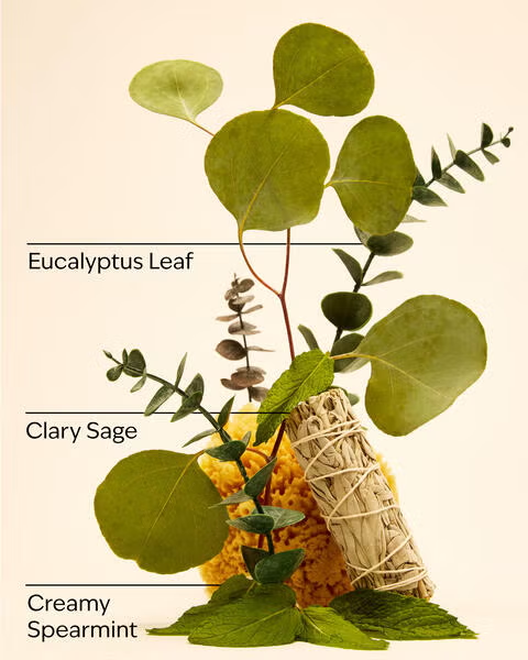 EUCALYPTUS SPEARMIT
