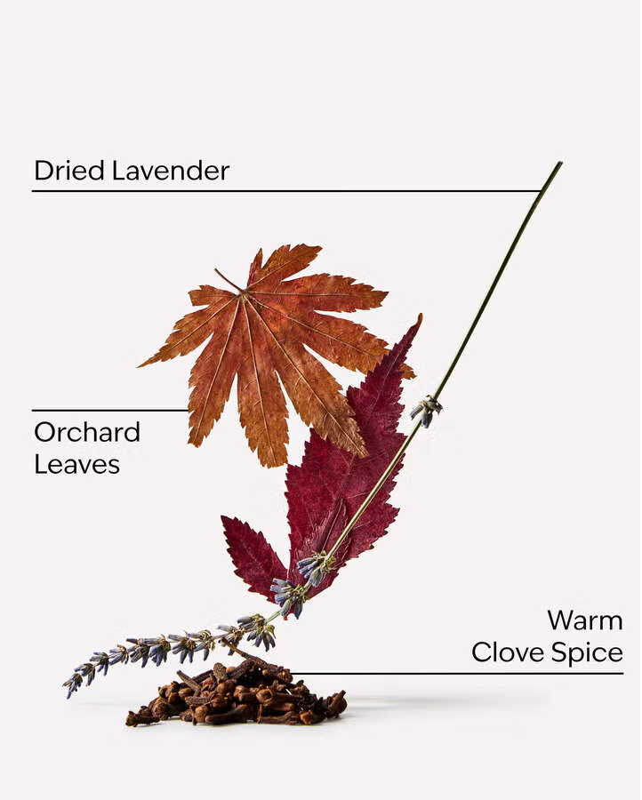 LAVENDER AND LEAVES